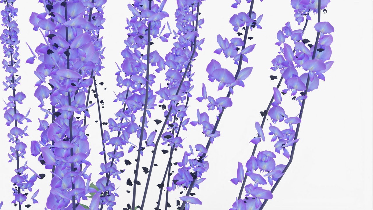 Salvia nemorosa Caradonna 제품 등록을 위한 미디어 1개
