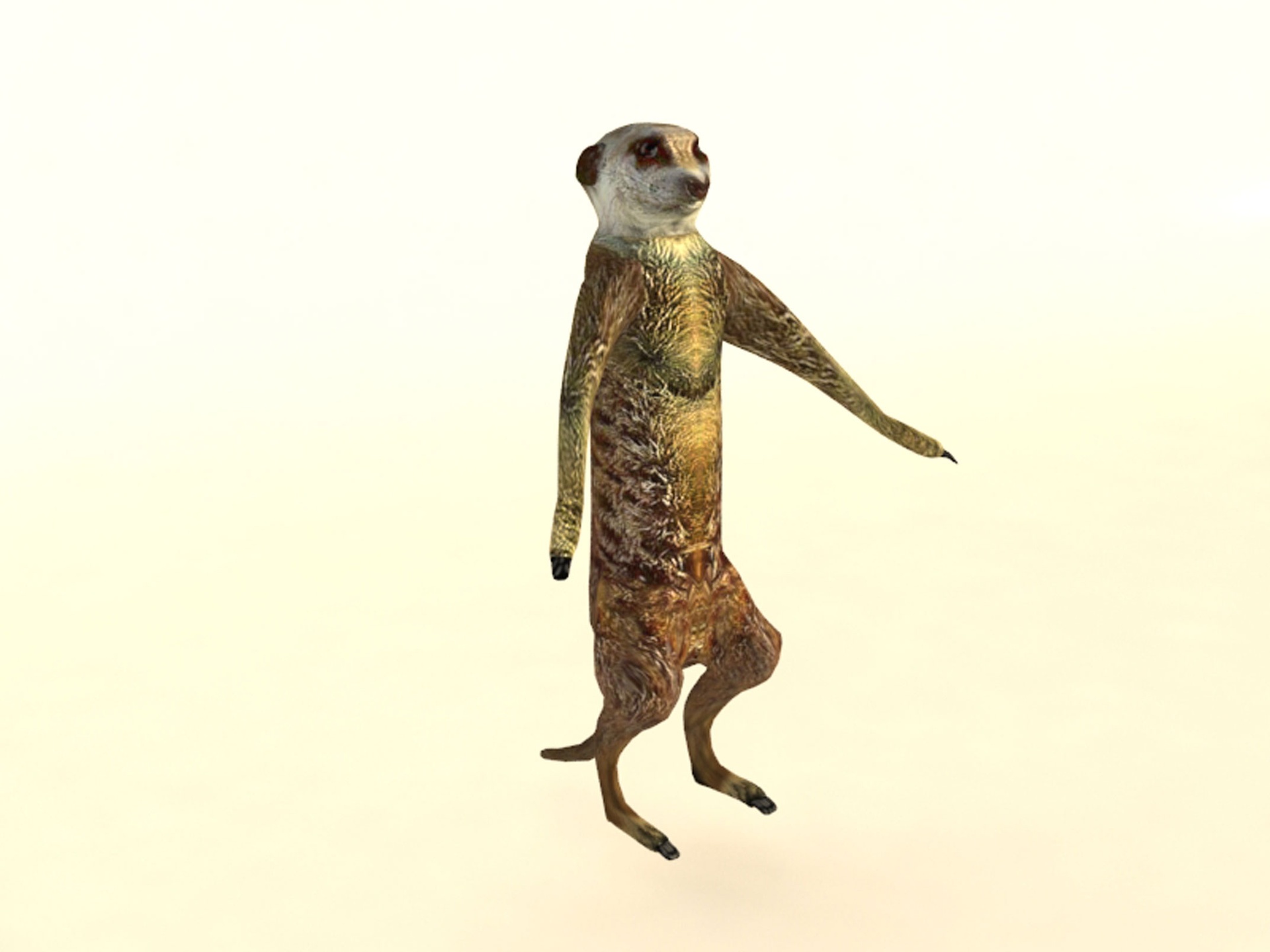 Media 1 for listing Suricate Meerkat