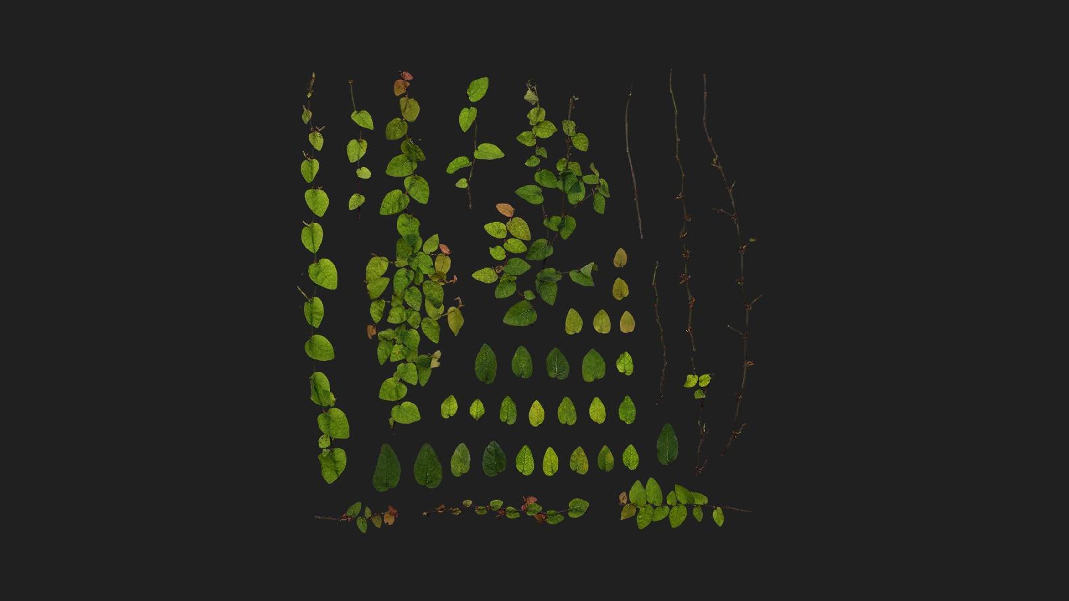 Climbing Fig | Fab