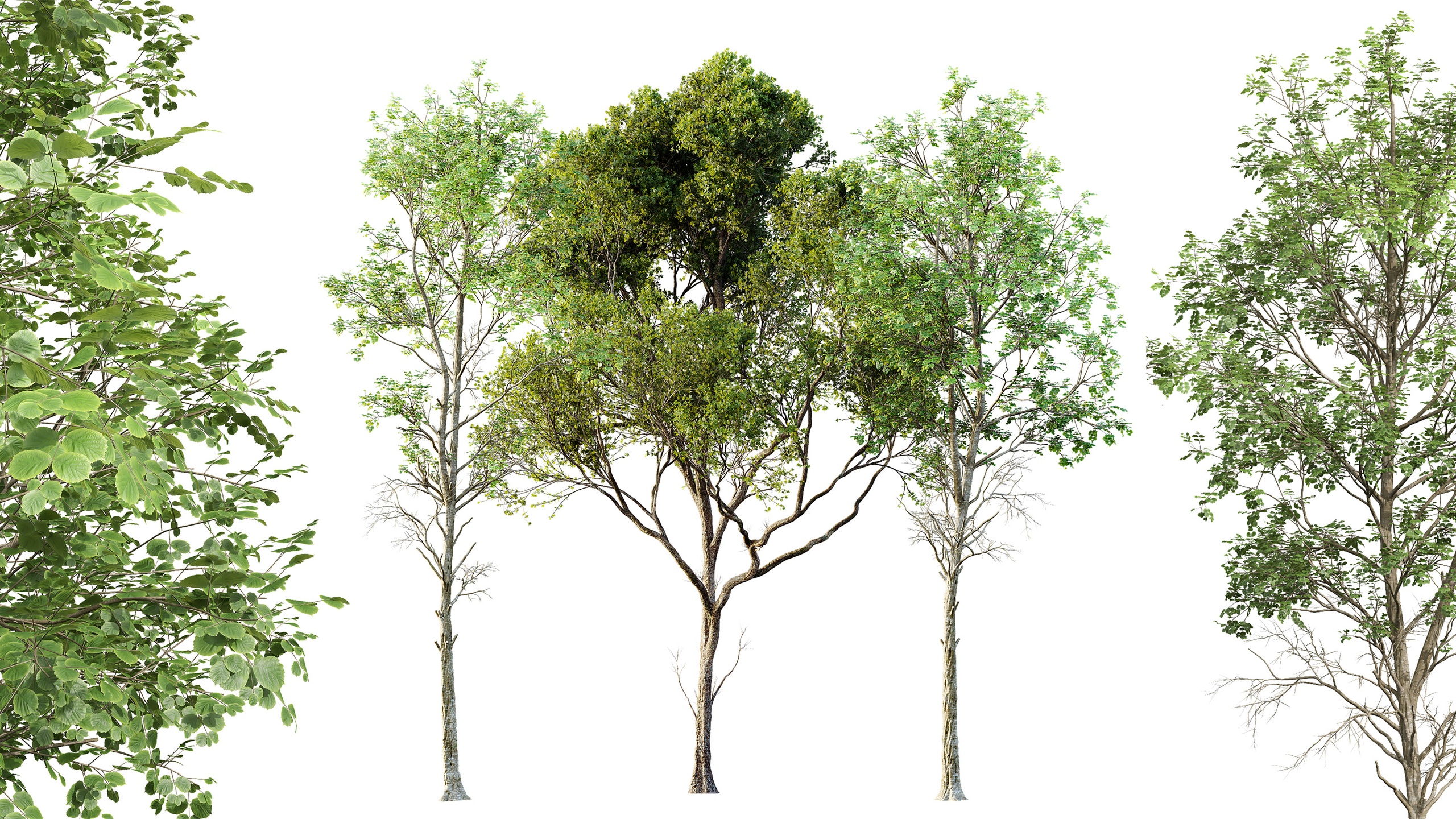 Media 1 for listing AV Fagus Sylvatica and Acer Pseudoplatanus