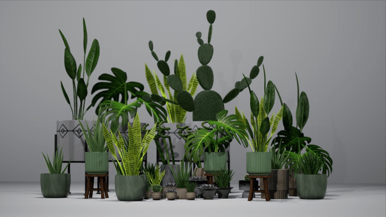 Media 1 for listing Houseplant Pack