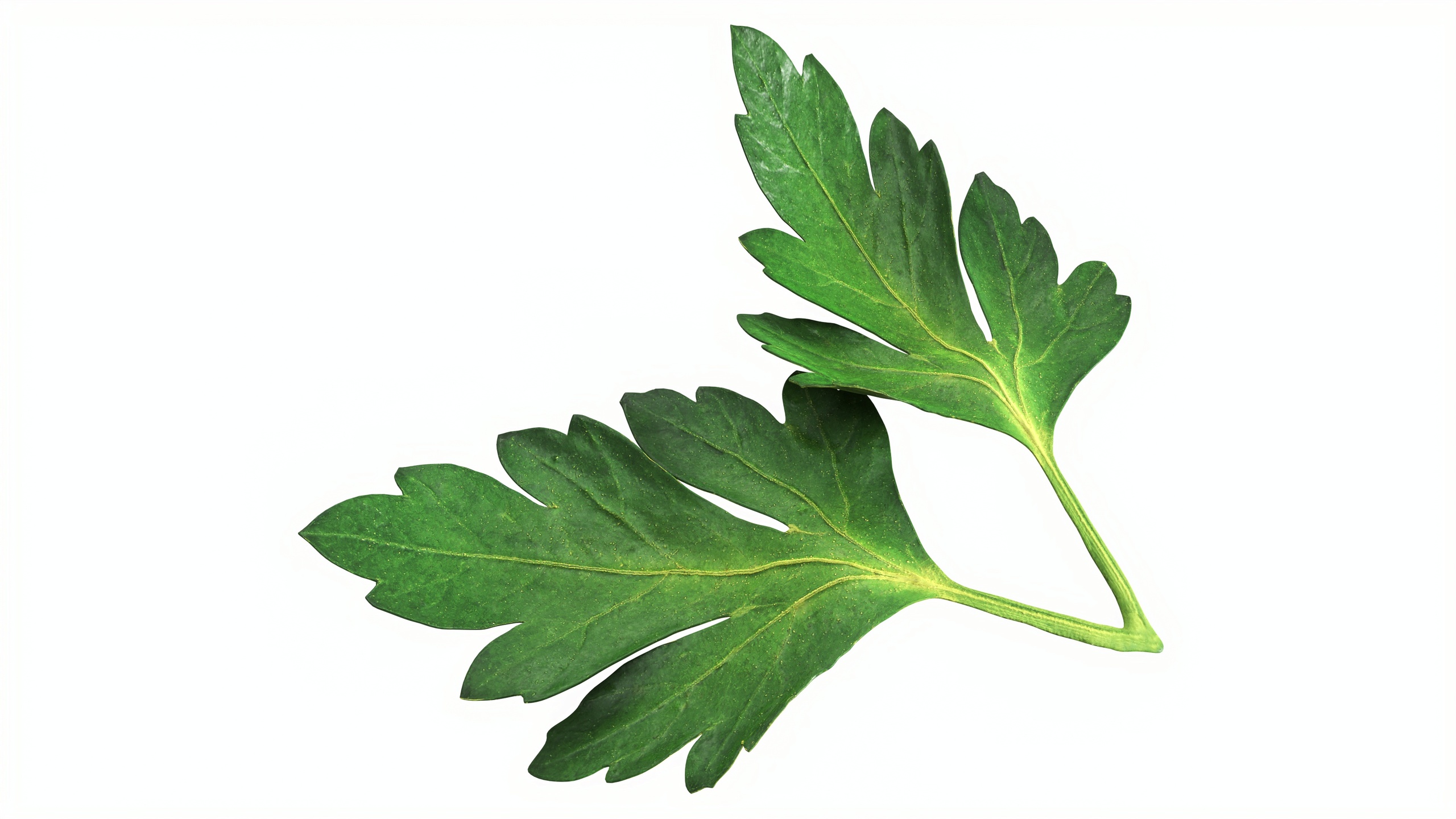 Media 1 for listing Raw parsley leaves 02