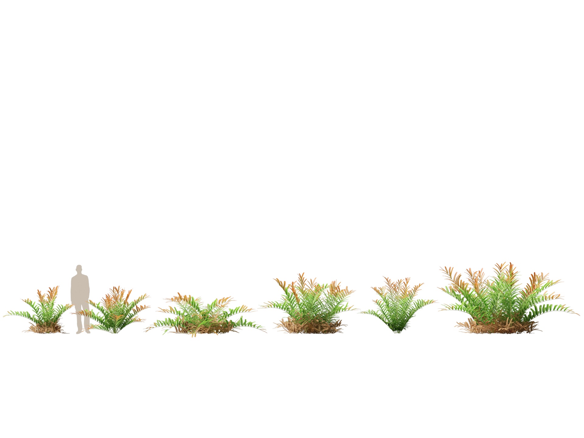 Media 1 for listing (Highpoly+Low Poly) Acrostichum aureum - Golden leather fern