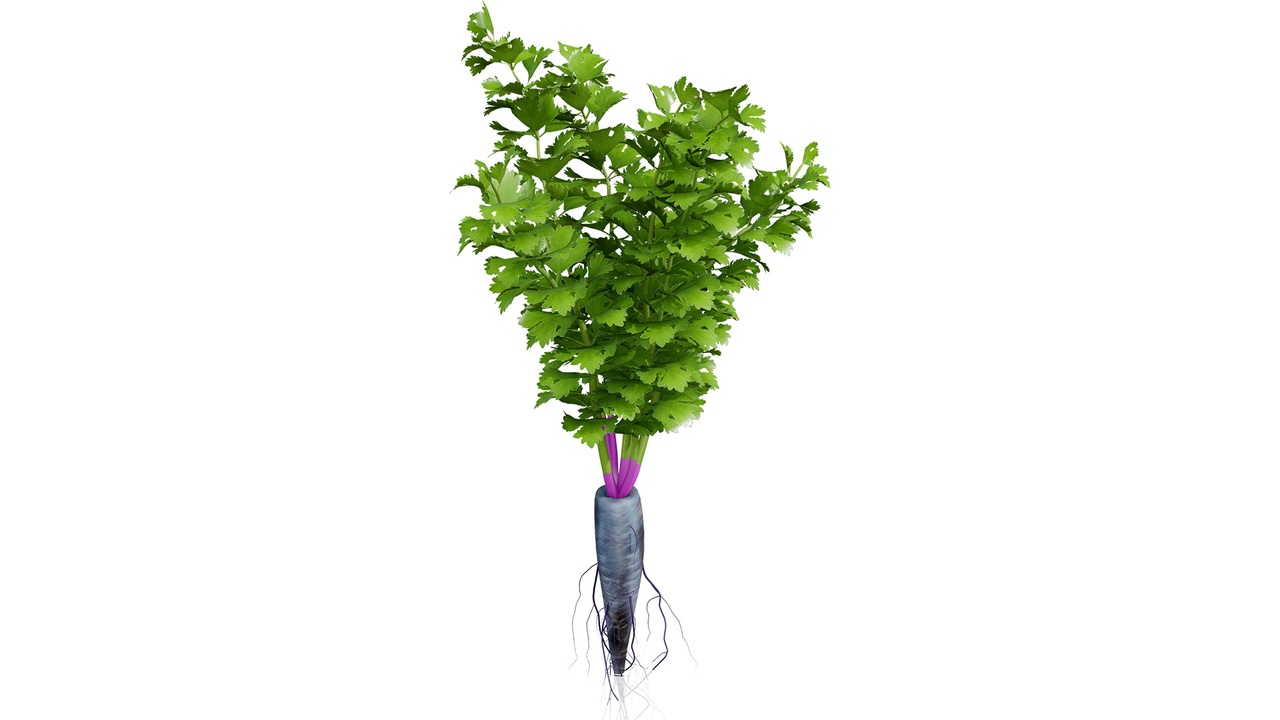 Media 1 for listing Rare Vegtable Plants Pack