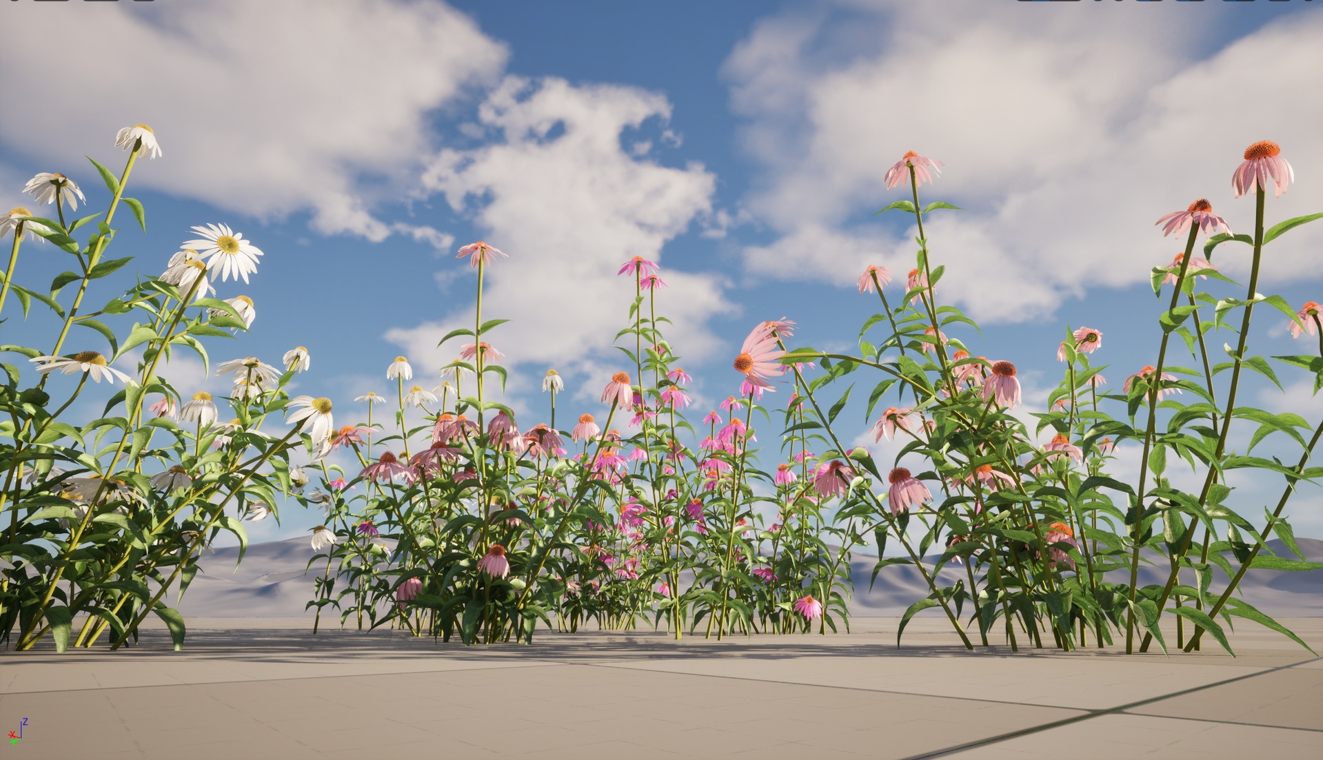Media 1 for listing UE5 Wind Flower - Echinacea Purpurea Purple Coneflower (Highpoly+Low Poly)