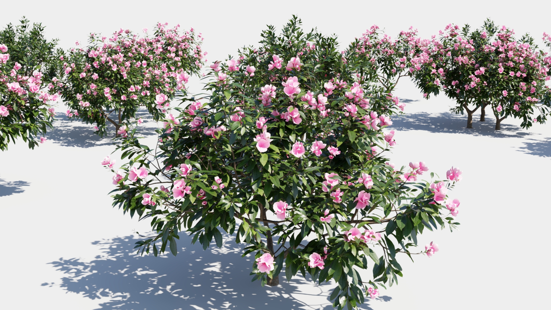 Plumeria obtusa c | Fab