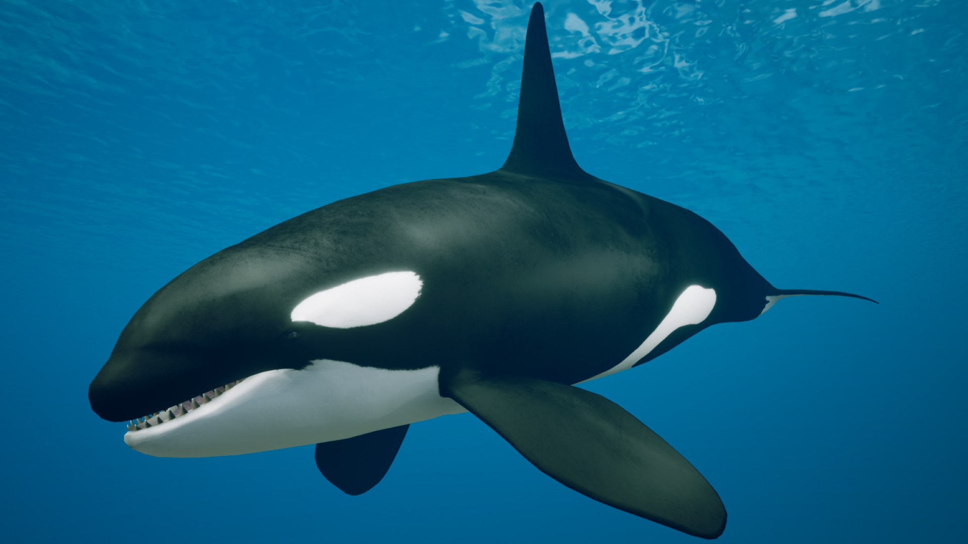 Orca Killer Whale | Fab