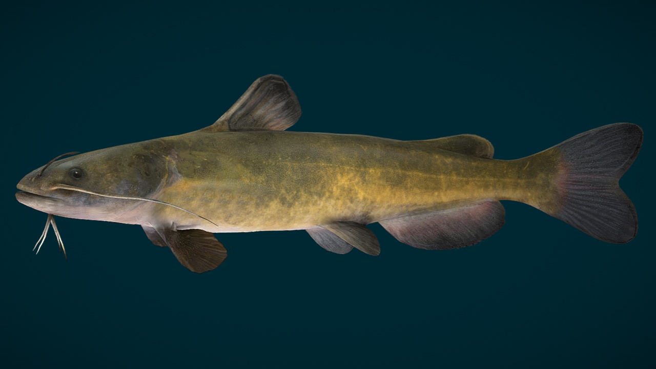 Media 1 for listing Catfish Animated