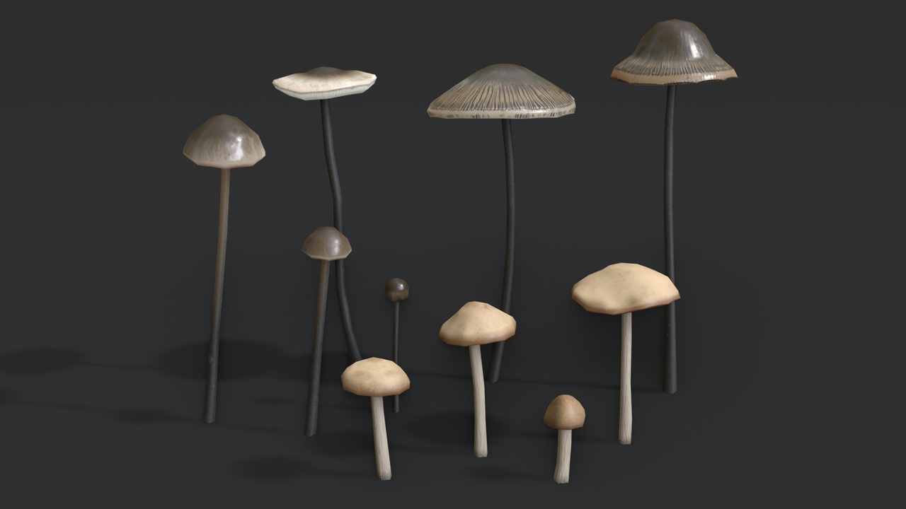 Media 1 for listing Fairy Ring and Garlic Parachute Mushrooms