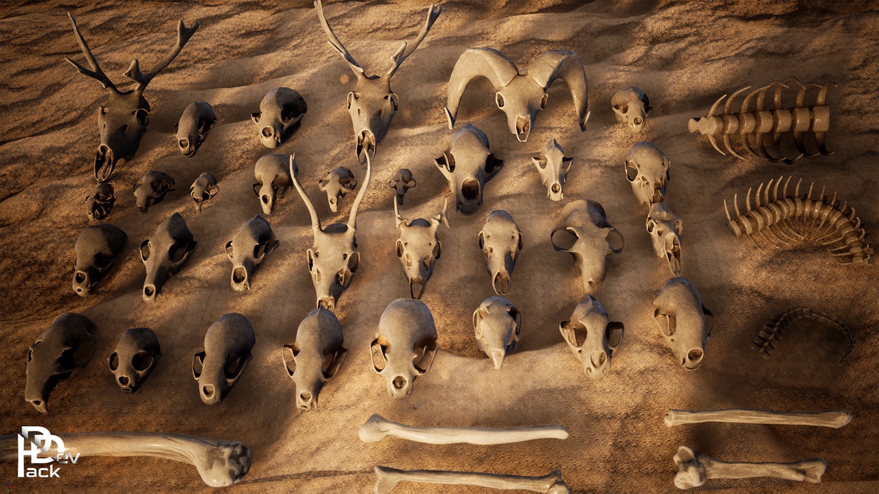 Media 1 for listing Animal Skeletons / 46 Assets