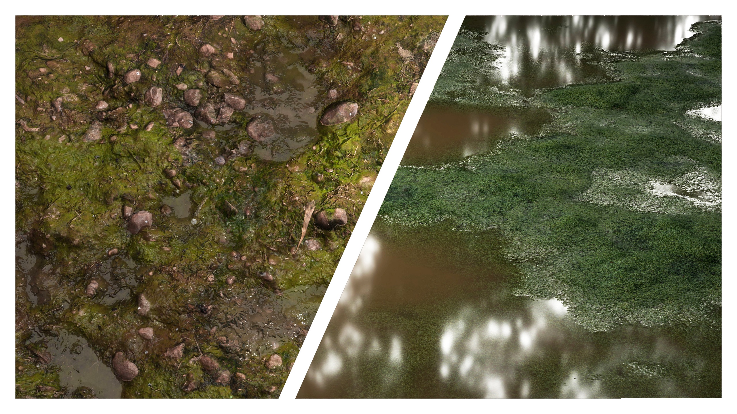 Media 1 for listing Swamp 8K PBR Texture Combo