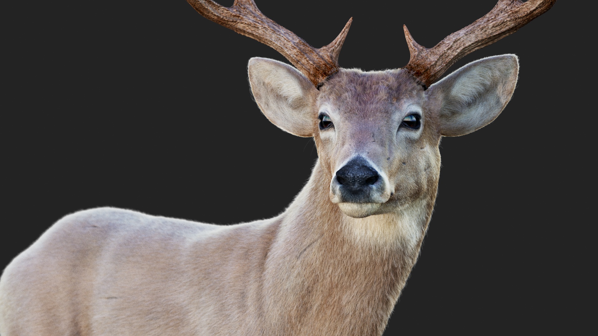 Media 1 for listing Deer 2025 RIG Maya Xgen-core