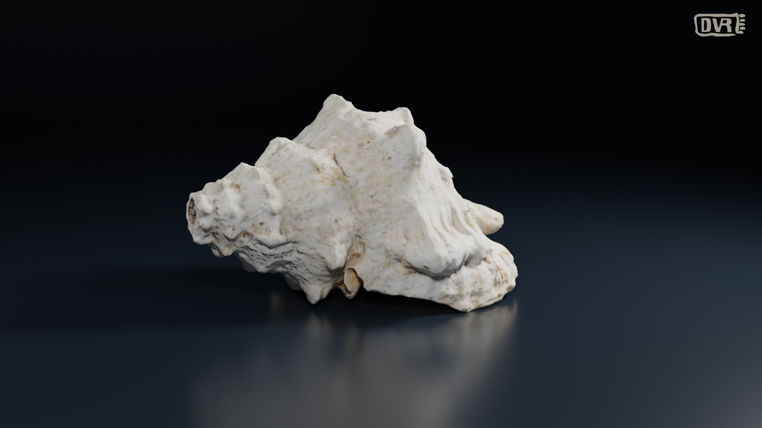 Media 1 for listing Charonia Lampas (buzio)
