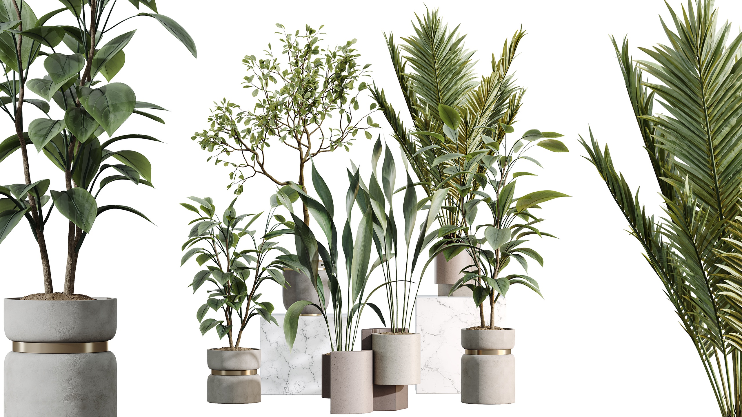 Media 1 for listing AV Indoor Plants Set 463 Ficus Palm Aspidistra