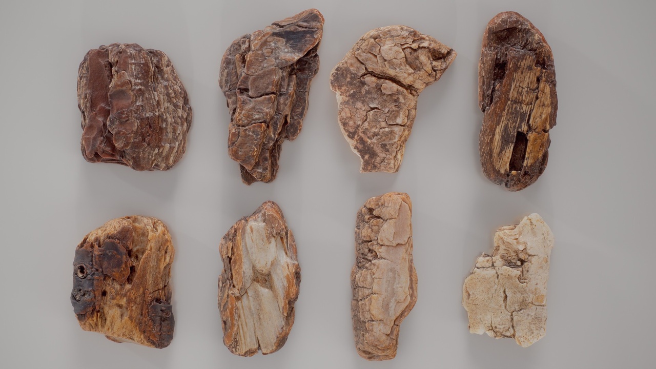 Media 1 for listing 8 3D Scanned Tiny Wood Collection
