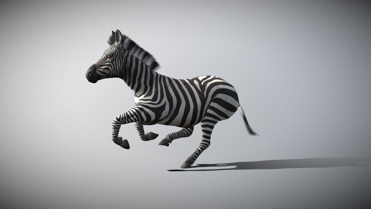 Media 1 for listing Zebra