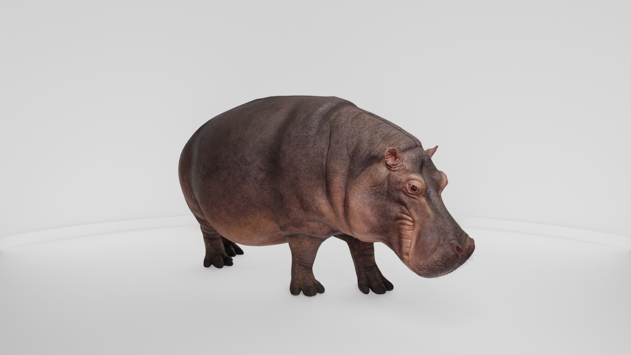 Media 1 for listing Realistic Detailed Hippo