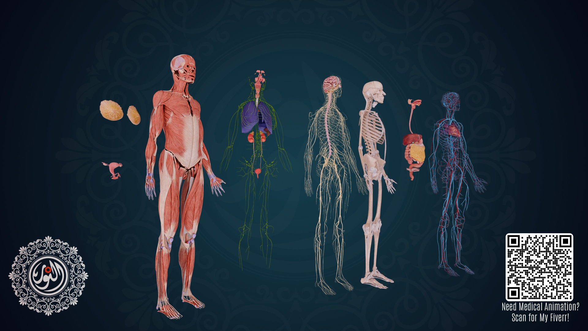 Complete Human Anatomy 3D Model ( Male and Female ) | Fab