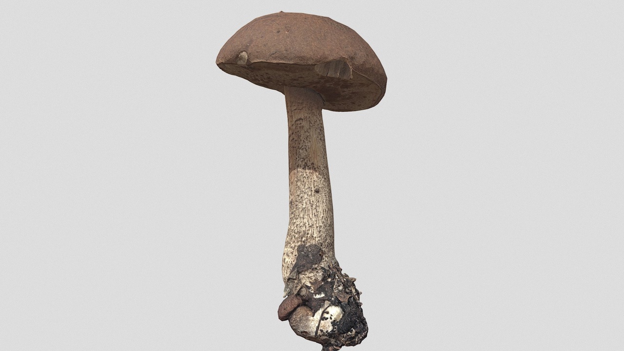 Media 1 for listing Leccinum scabrum with a baby