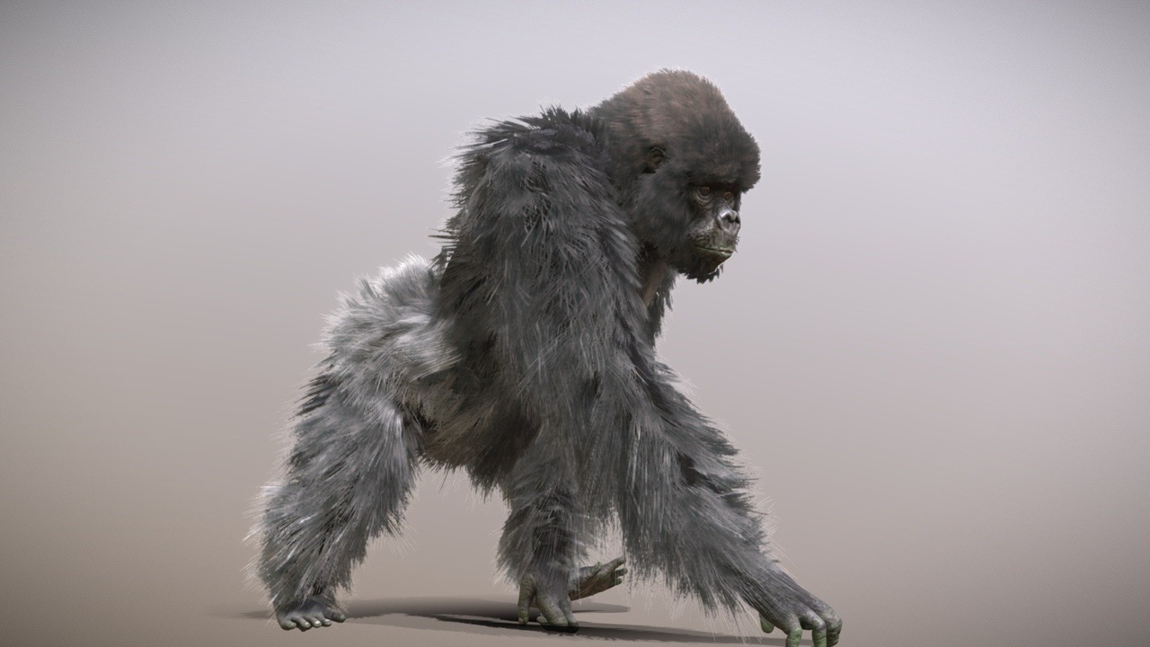 出品Mountain Gorilla ♂のメディア1
