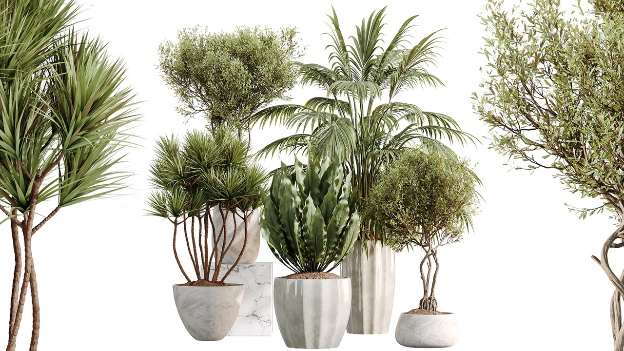 Media 1 for listing AV Indoor Plants Set 525 Yucca Olive Areca Palm Spathiphyllum