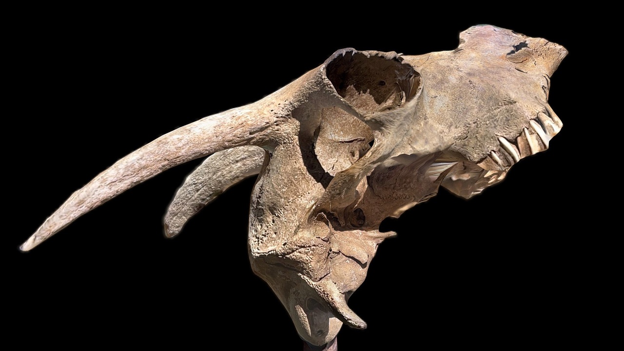 Media 1 for listing Goat Skull