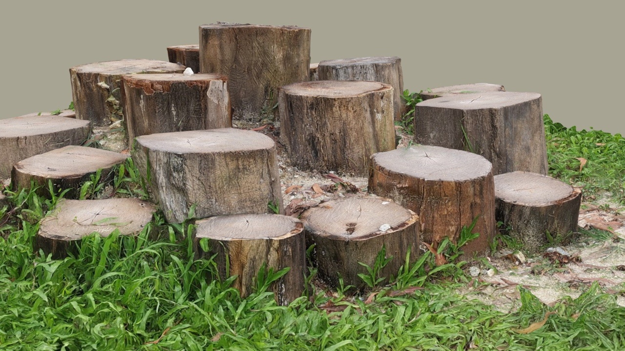 Media 1 for listing Circle of trunks