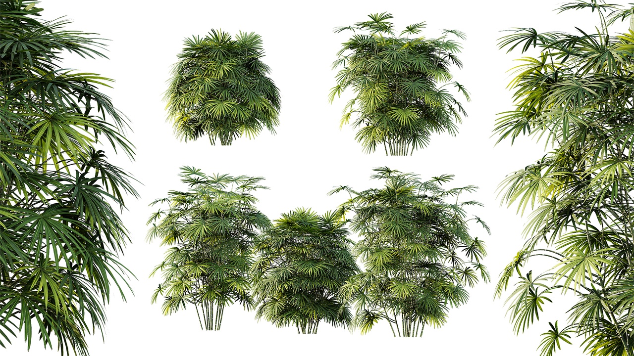 Media 1 for listing AV Plant Rhapis Excelsa Palm Bush 01