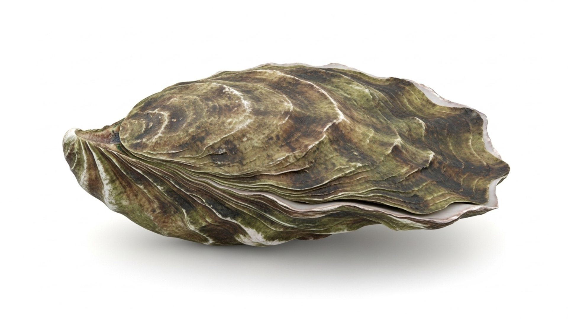 True Oyster Shell Closed Oyster Shell - Realistic Seafood Model (with LOD) | Fab