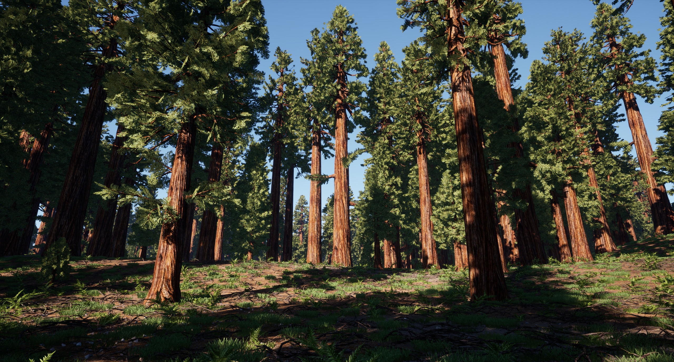 Media 1 for listing Trees Redwood Giant Sequoia Tree