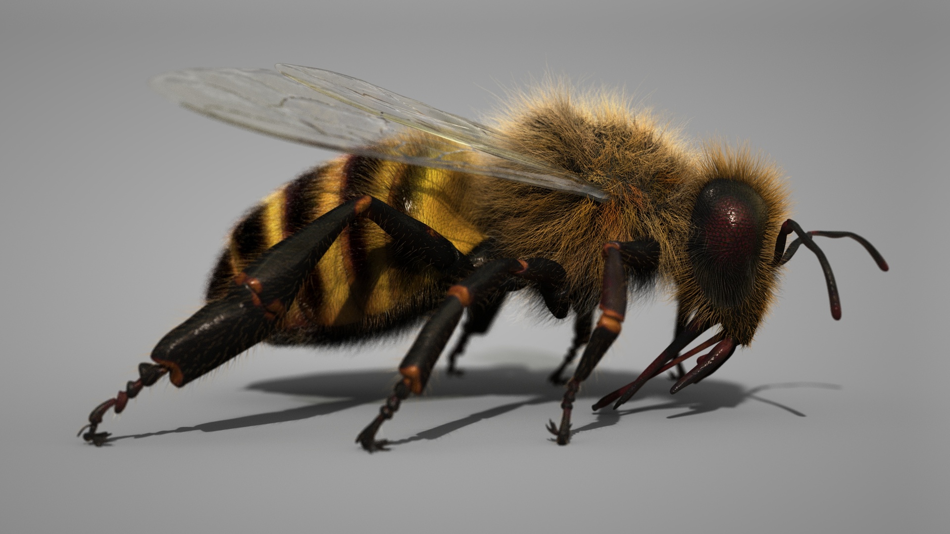 Media 1 for listing HONEYBEE (RIG) Maya Xgen-Core