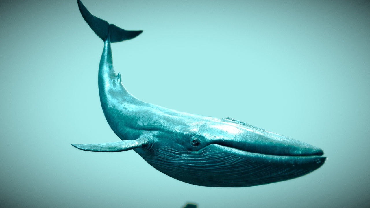Media 1 for listing Blue Whale