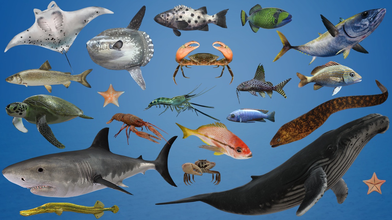 Media 1 for listing Ocean & River Fish Collection- Game Ready