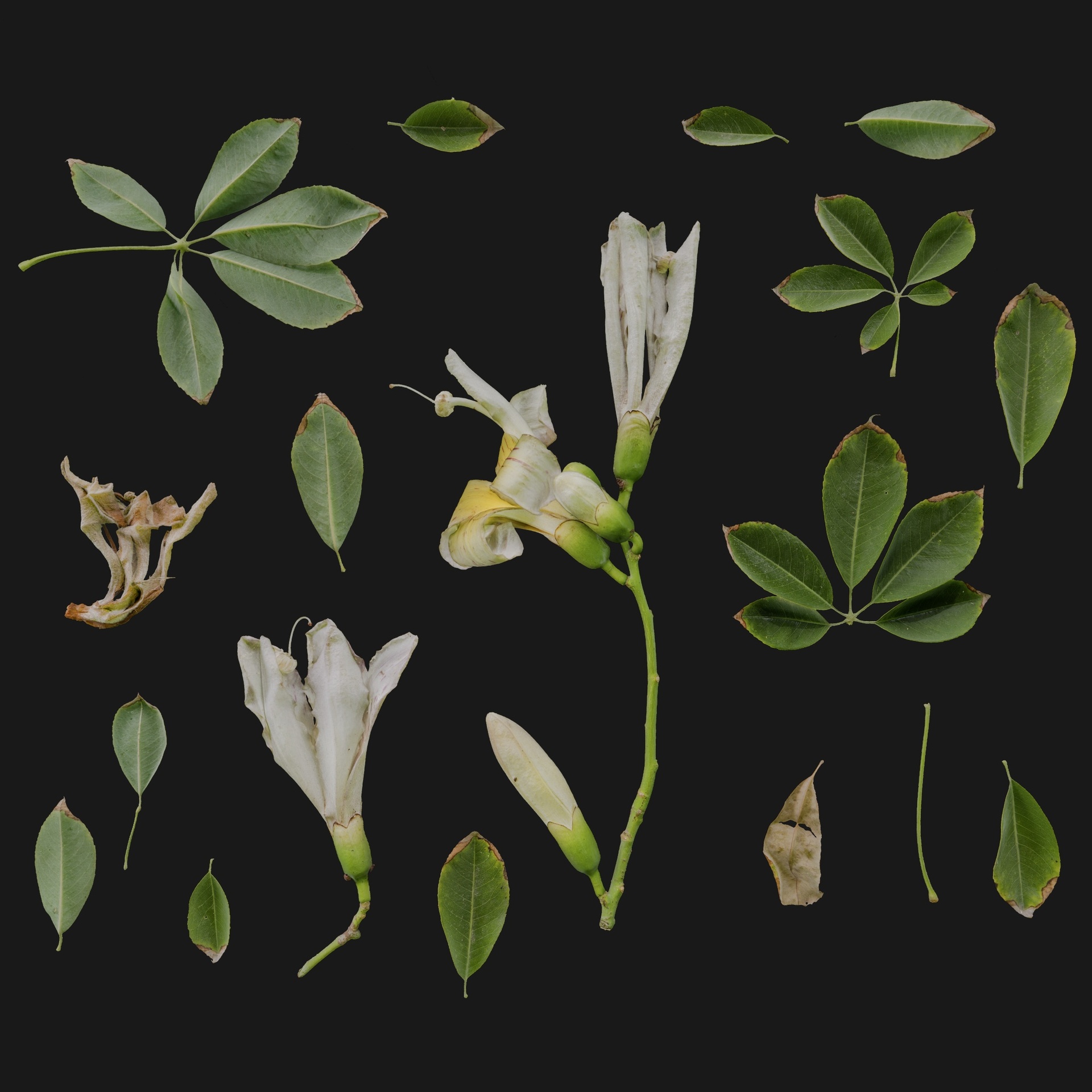 Media 1 for listing Ceiba Spinosa 04