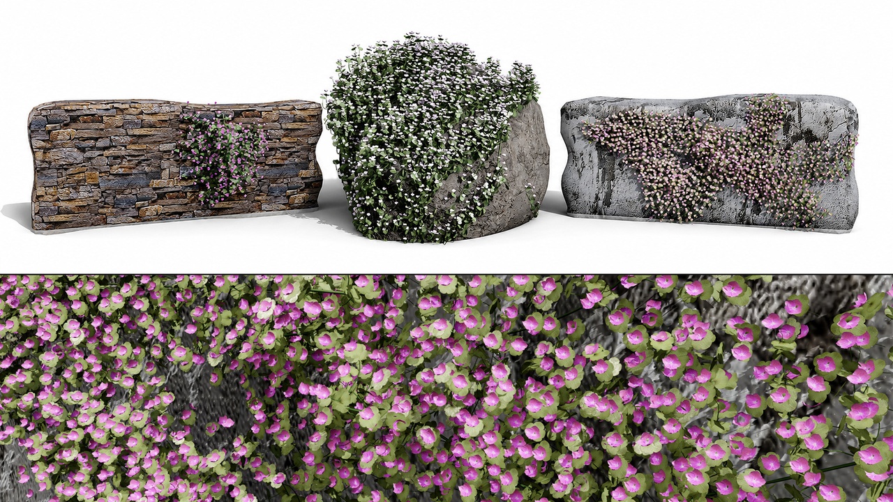 Media 1 for listing Ivy-Leaved Toadflax Pack