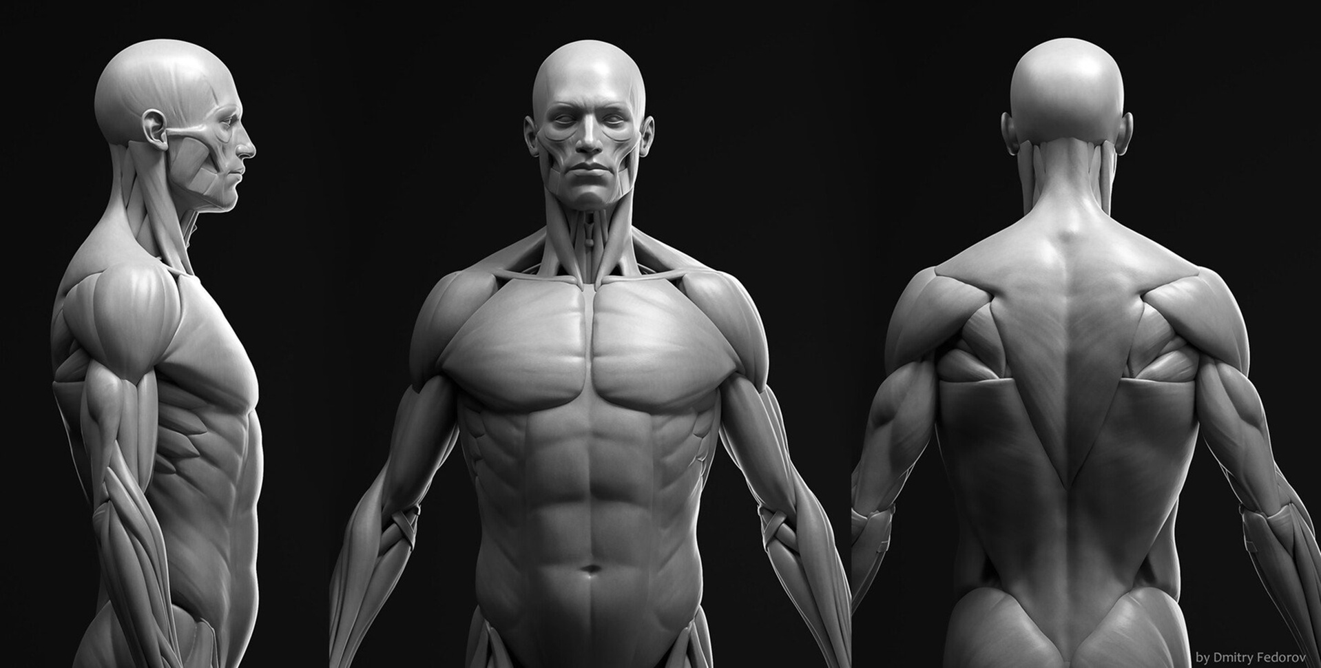 Multimedia 1 para anuncio Anatomy male ecorche + RENDER SCENE