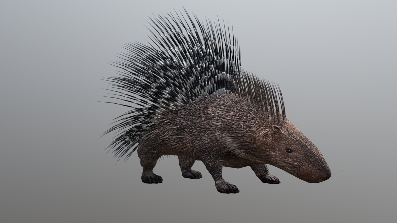 Media 1 for listing Porcupine