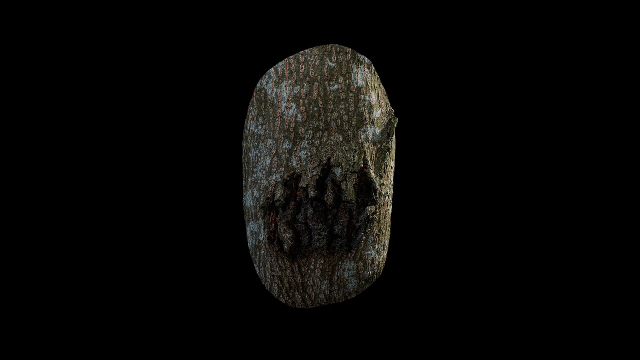 Media 1 for listing Anydrafts Koelreuteria paniculata Burl 08