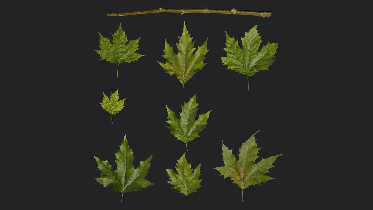 Media 1 for listing AD Platanus orientalis Leaf 07