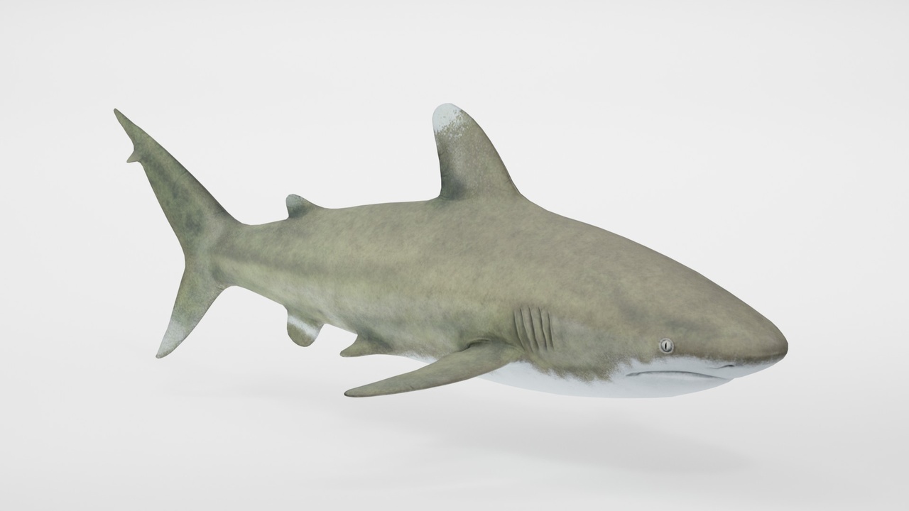 Media 1 for listing Realistic White Tip Shark
