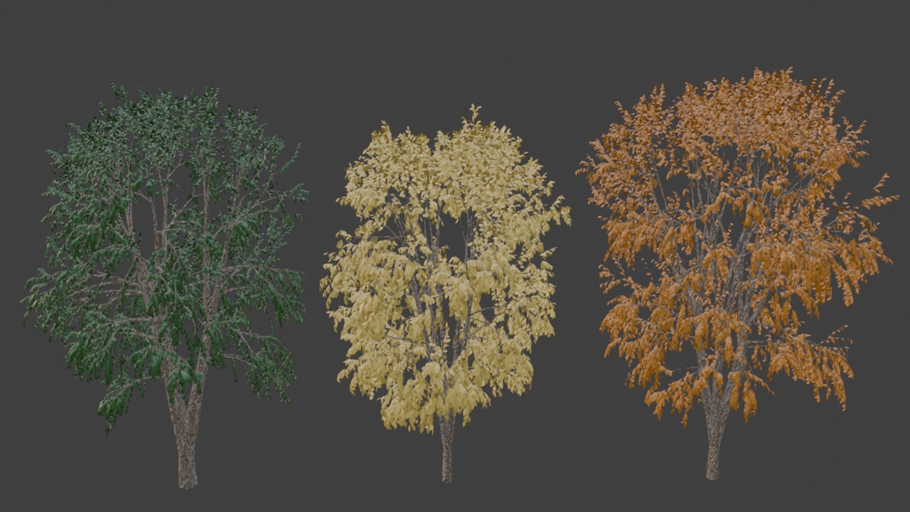 Media 1 for listing Beech Tree