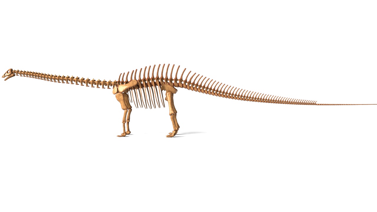 Media 1 for listing Brontosaurus Skeleton – Fully Rigged Classic Sauropod