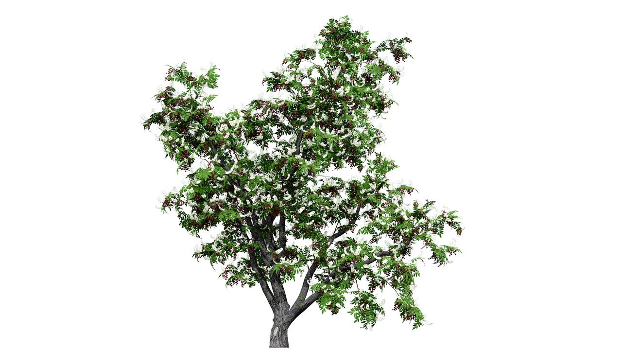 Media 1 for listing Cherry Laurel & Rowan 3D Model Pack
