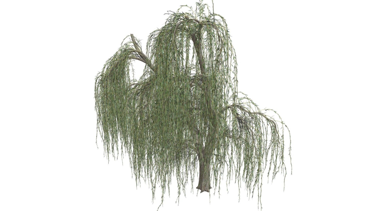 Media 1 for listing Weeping Willow Tree #04
