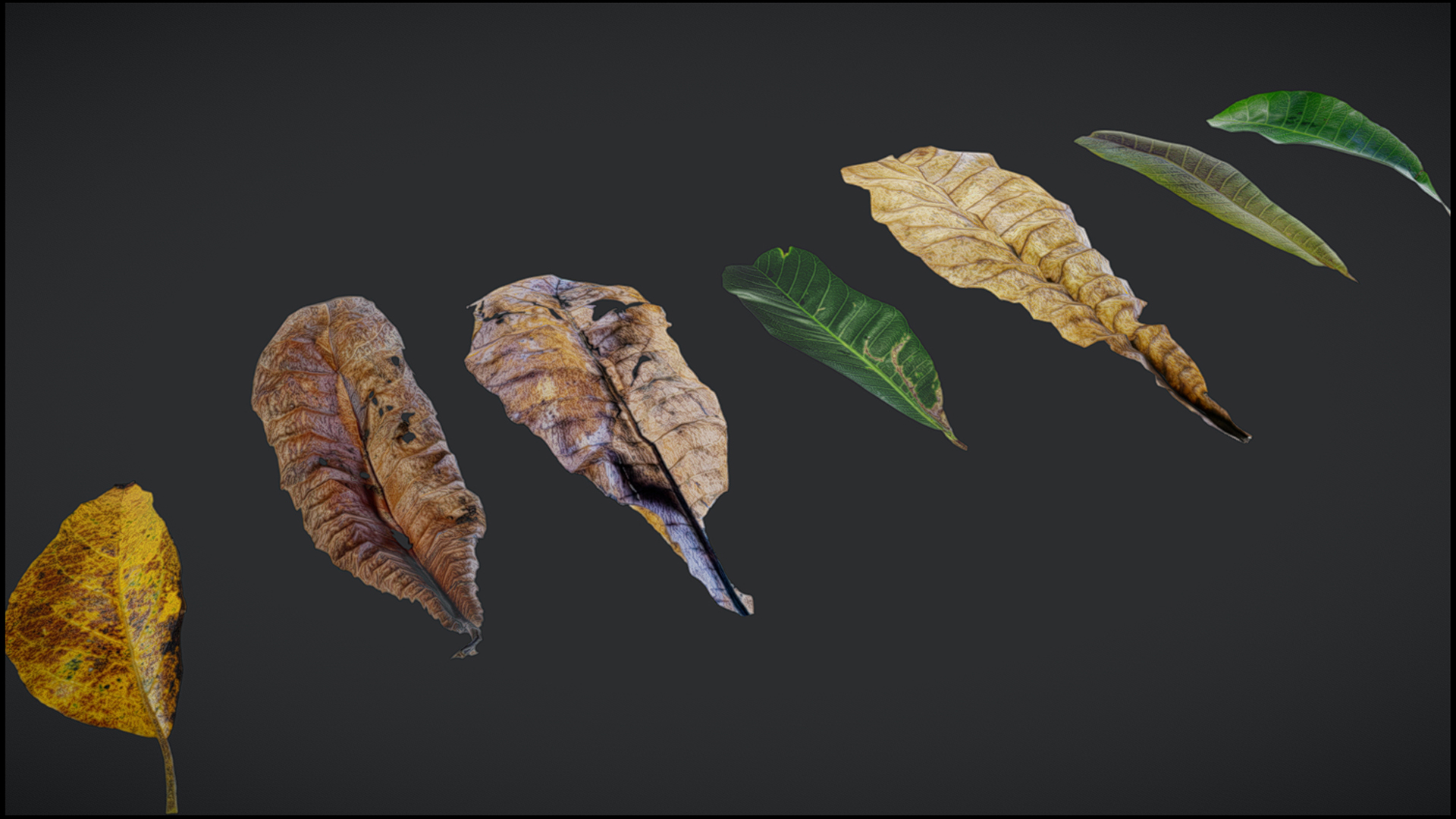 Leaf File Project 7 different autumn leaves | Fab