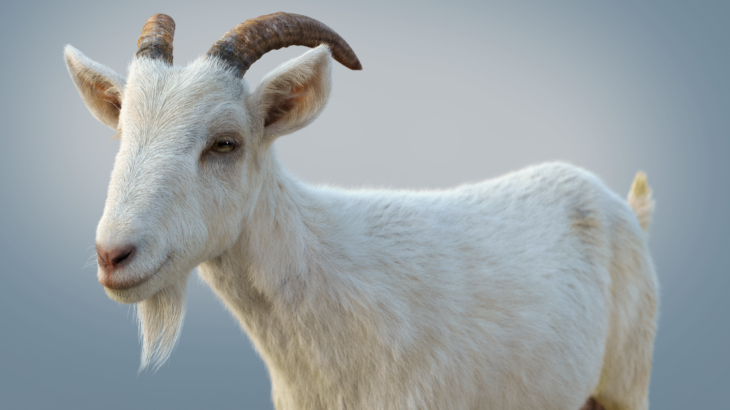 White Goat (RIG) Maya Xgen-Core | Fab