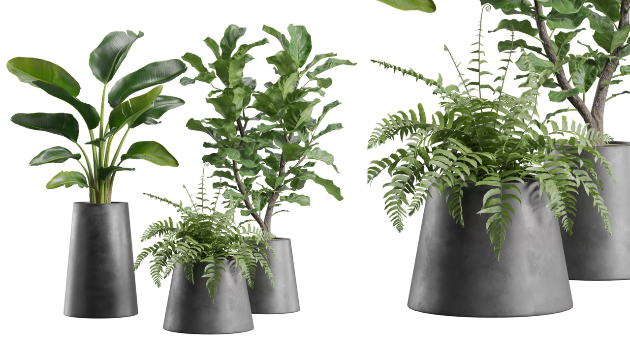 Media 1 for listing Indoor Plants Pack 93