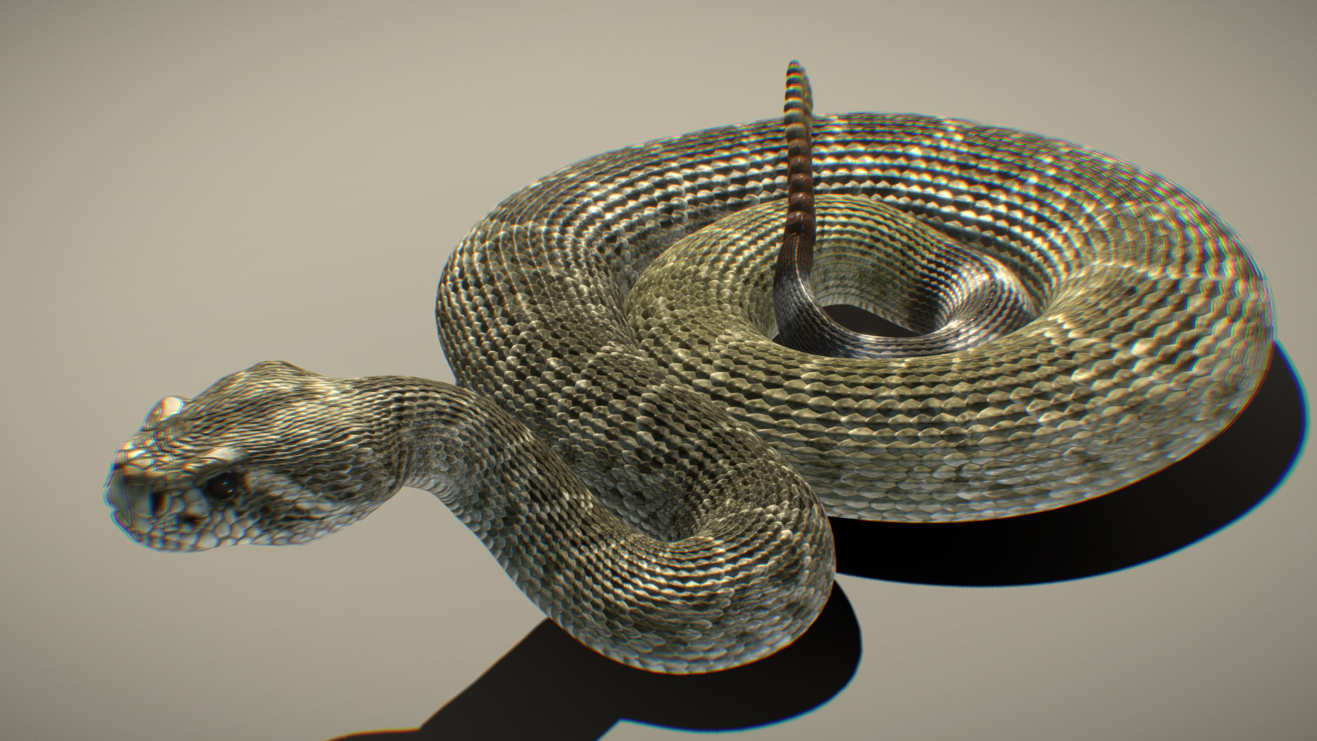 Hunchback Rattlesnake Western Diamondback Rattlesnake | Fab