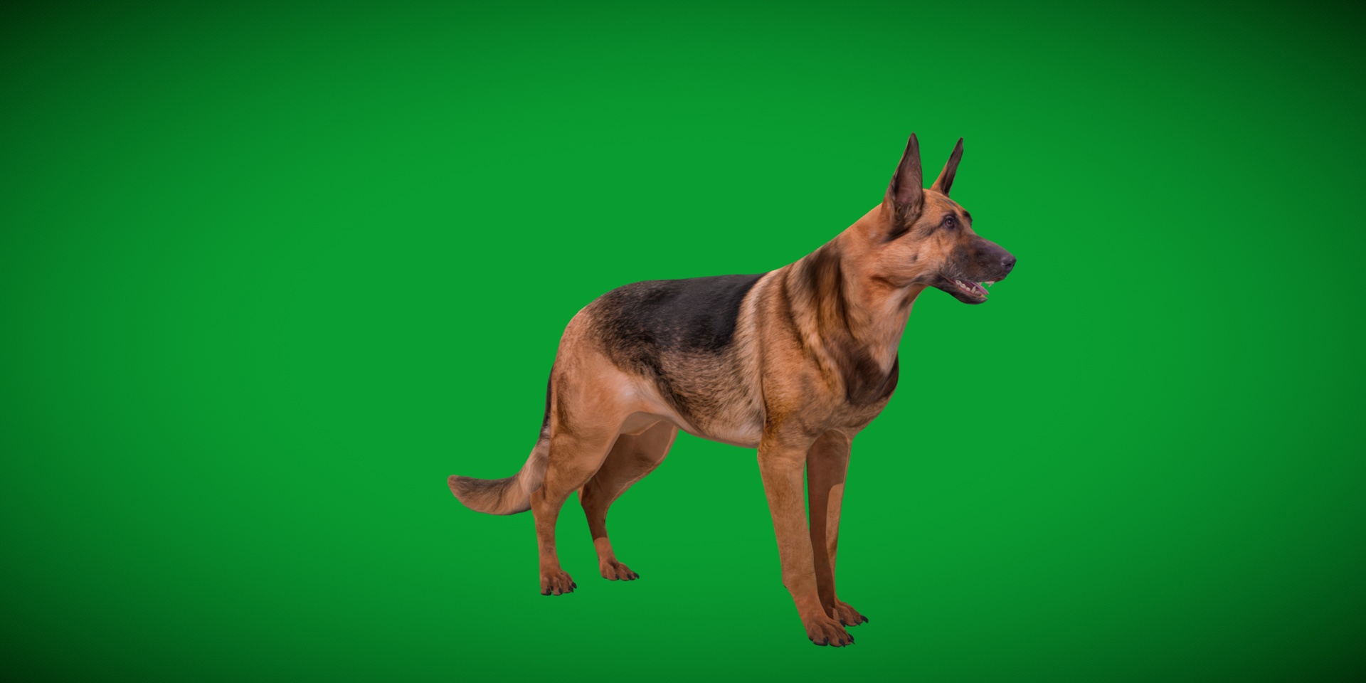 Media 1 for listing German Shepherd Dog Breed (Game Ready)
