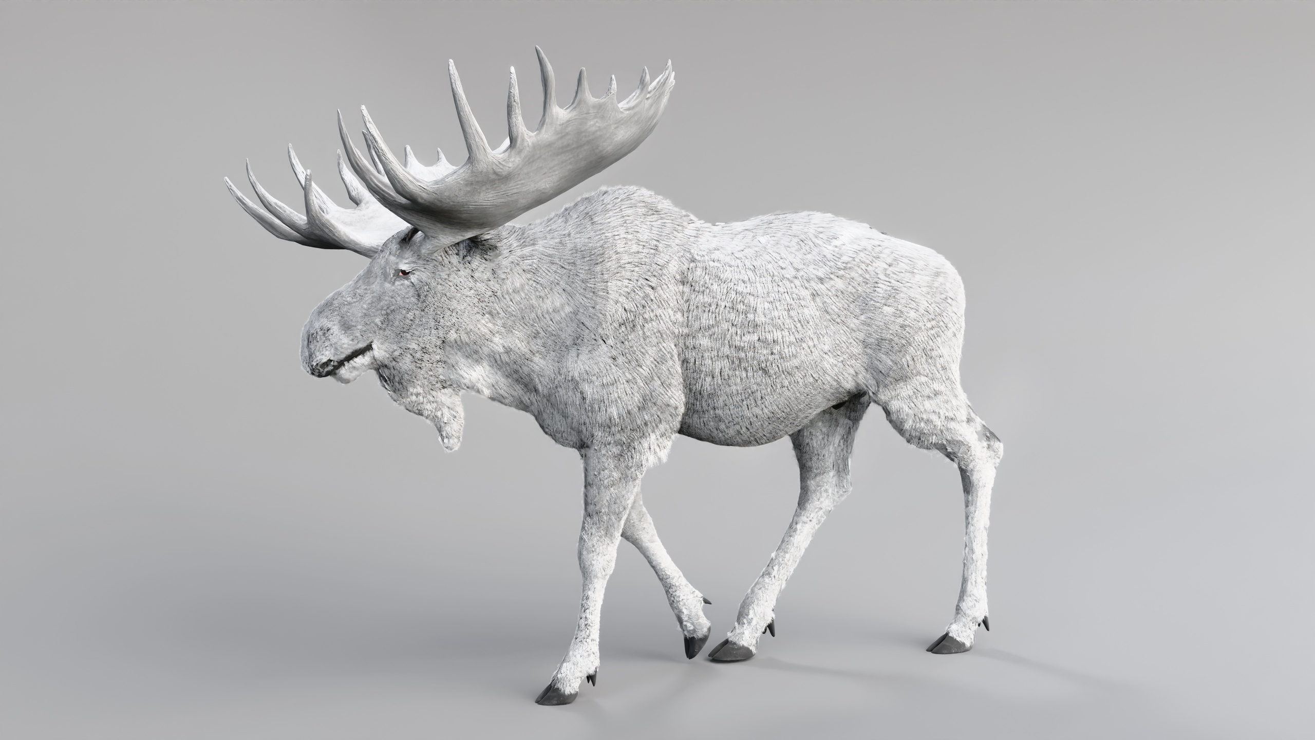 Media 1 for listing Bull Moose – White | Rare Arctic Wildlife – Game-Ready, Rigged & Animated